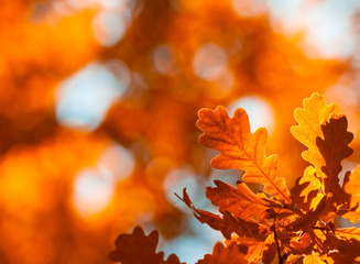 autumn leaves, very shallow focus