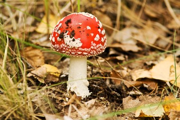 red fly-agaric mushroom in a autumn forest