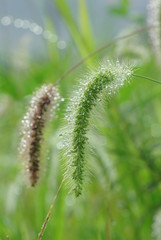 エノコログサ　－foxtail grass－