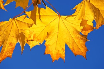 Naklejka na ściany i meble golden autumn leaves