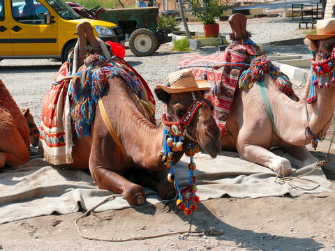 Camel in Aspendos