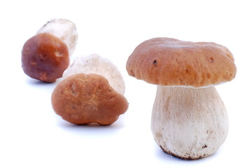 Edible Mushrooms