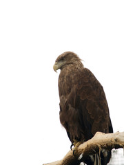 The Eagle