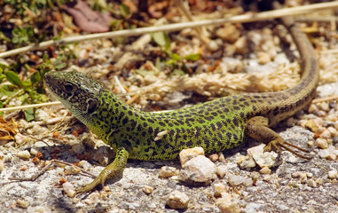 Schreiber's Green Lizard, Water Lizard. Lacerta schreiberi