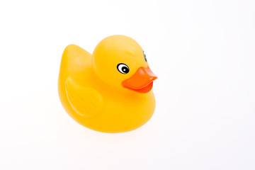 Little yellow rubber duckling