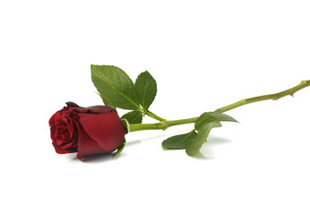 Single red Rose lying down