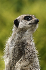 Meerkat standing on guard