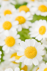 chamomile