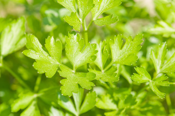 parsley