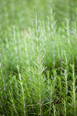 Fresh rosemary (Rosmarinus Officinalis)