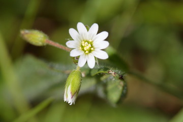 Wiesenblume