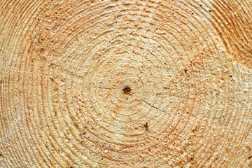 Naklejka premium Tree Rings