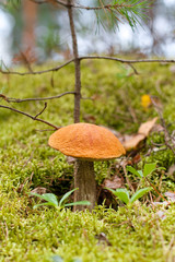 The mushroom in the fir forest.