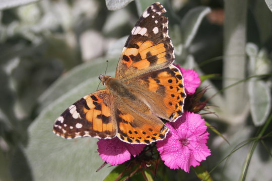 Painted lady butterfly on sweet william garden flower