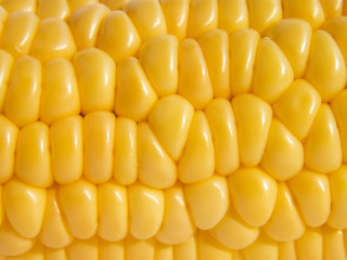Cob of ripe corn as background close-up