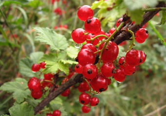 Fascicule of red currants