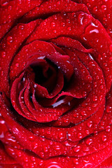 Beautiful red rose background with water drops
