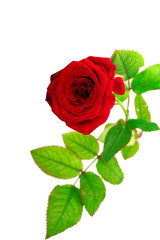 Single Red Rose