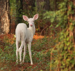 Albin Fawn