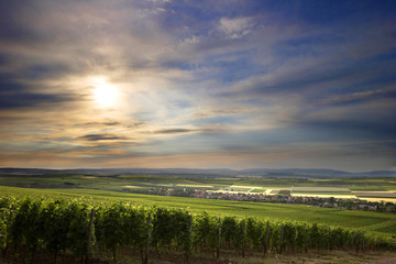 Weinberge in Rheinhessen