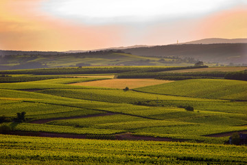 Obraz premium Weinberge in Rheinhessen