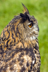Eurasian Eagle Owl