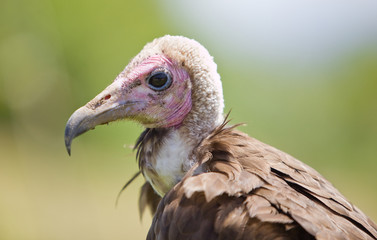 bird of prey
