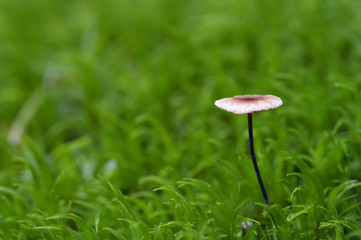 garlic marasmius