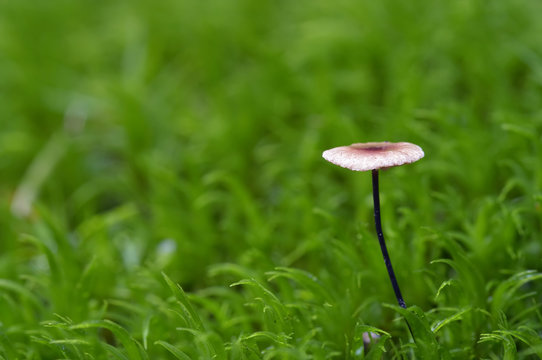 garlic marasmius