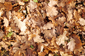 autumn leaves