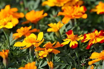 Marigold Flowers