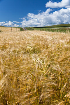 Wheaten field