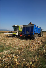 Fototapeta premium trebbiatura mais