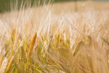 Wheaten field