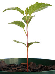 Apple seedling