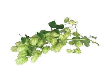 the cone of hop from leaves
