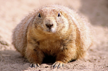 Präriehund, Cynomys