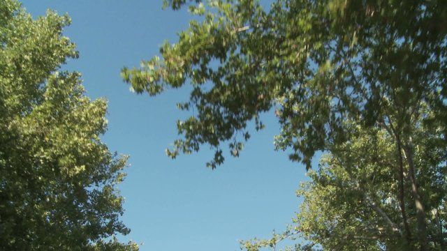 Paseo de &aacute;rboles