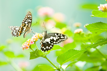 butterfly on leaf