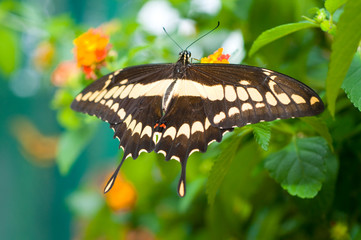 butterfly on leaf