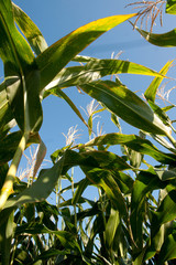 Agriculture