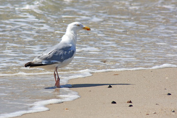 Fototapeta premium Möwe am Strand