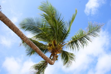 Fototapeta premium coconut palm