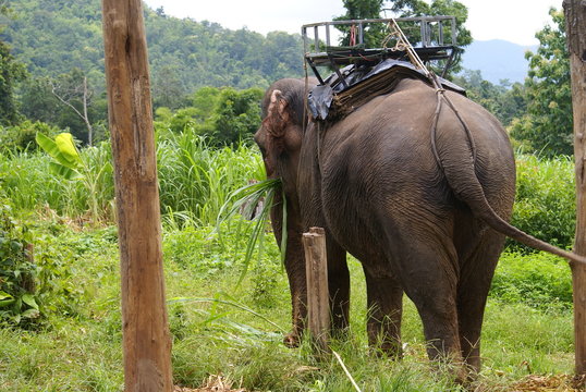 elephant