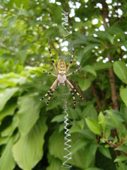 Spinne im Netz