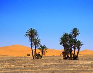 palm trees and cloudless sky