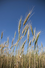 Obraz premium Agriculture