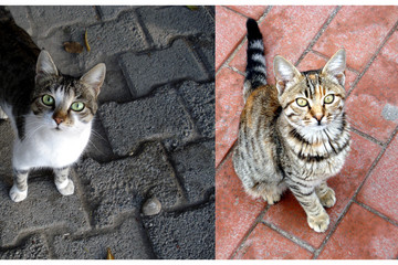 Zwei Katzen aus der Türkei, wir wollen berühmt werden