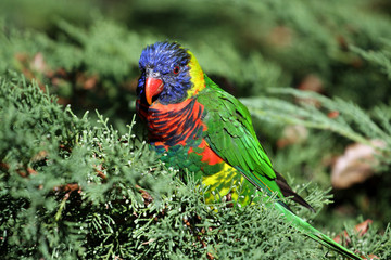 lori a nuque verte,trichoglossus haematodus haematodus