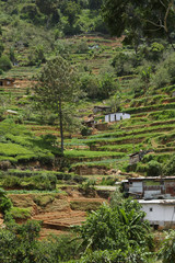Fototapeta na wymiar Terrassenförmige Teeanlagen im Hochland von Sri Lanka